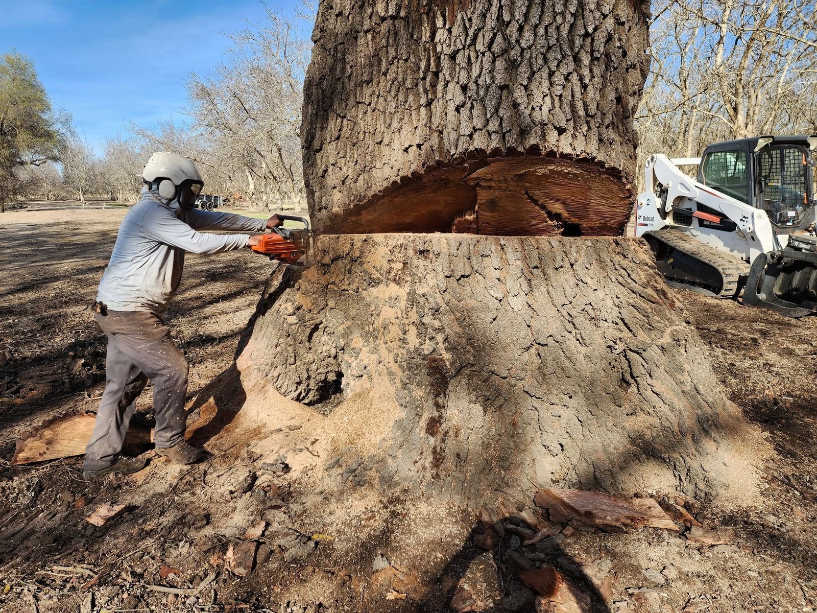 Gibson Tree Service worker handling an urgent tree removal